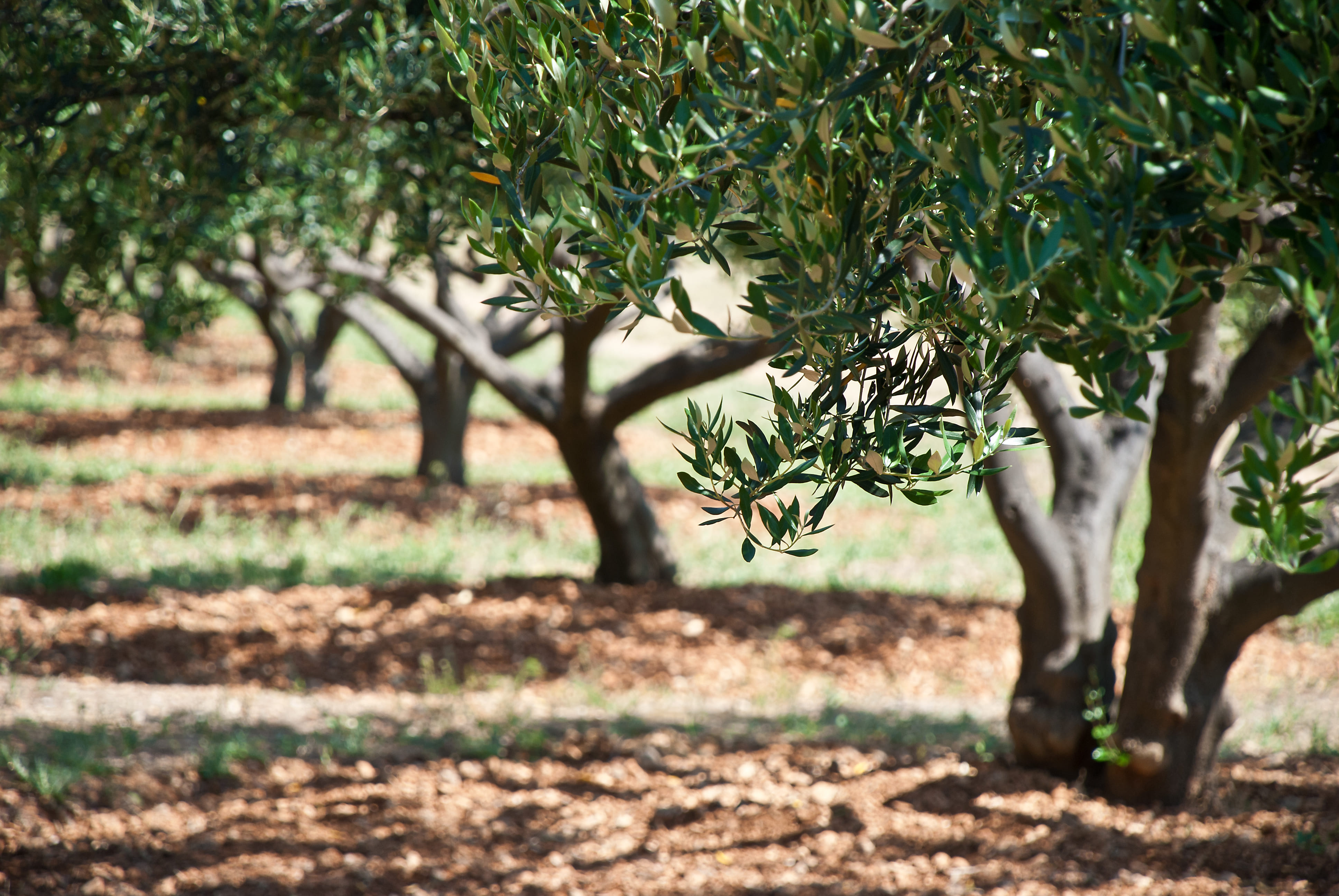 Gr&acirc;ce &agrave; la diversit&eacute; de ses territoires, le Maroc offre des opportunit&eacute;s d&rsquo;investissement adapt&eacute;es &agrave; chaque profil d&rsquo;investisseur :